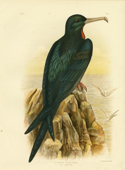 Fregatvogel, 1891 door Gracius Broinowski
